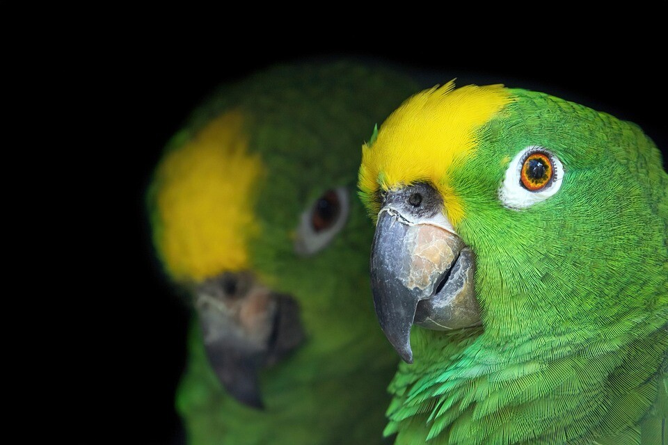 Amazoňan žlutohlavý 