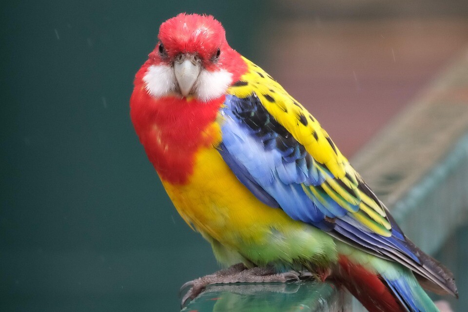 vzhled rosely pestré